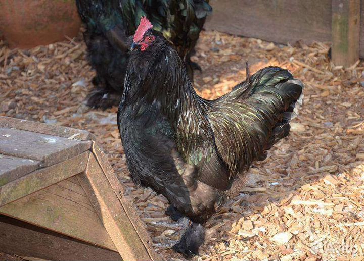 Фавероль голубая черная