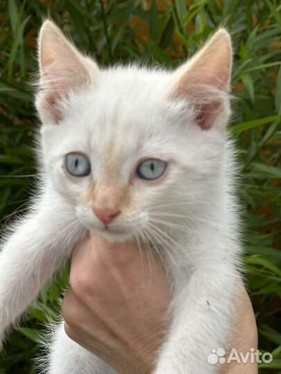 Кошка в дар