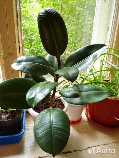 Фикус каучуконосный