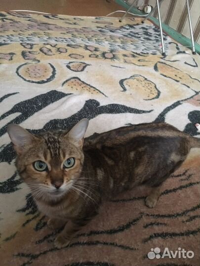 Бенгальская кошка