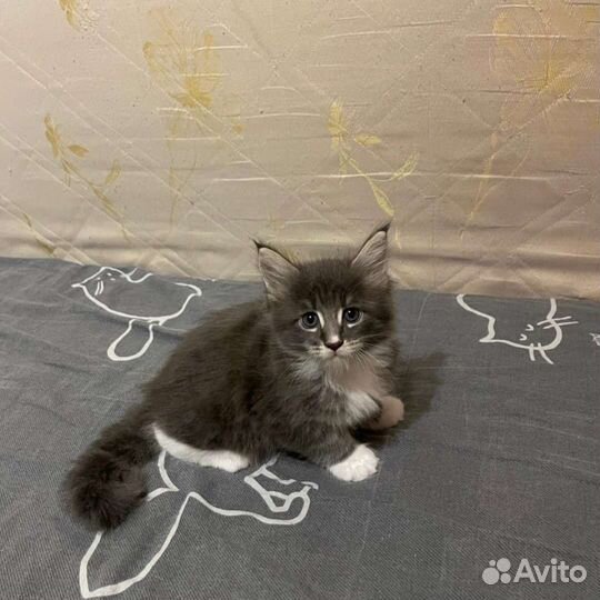 Котята мейн-кун