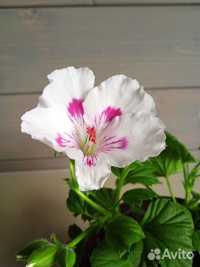 Королевская пеларгония и другие