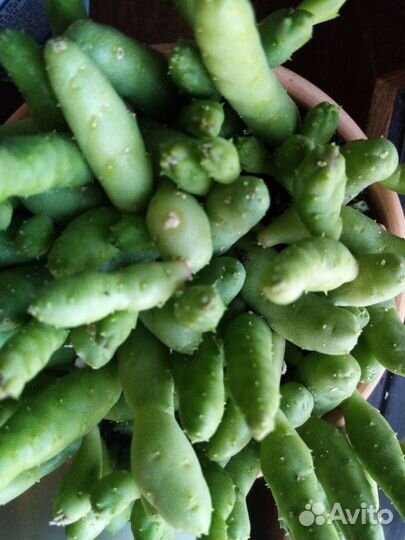 Суккуленты 3