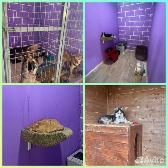 Зоогостиница