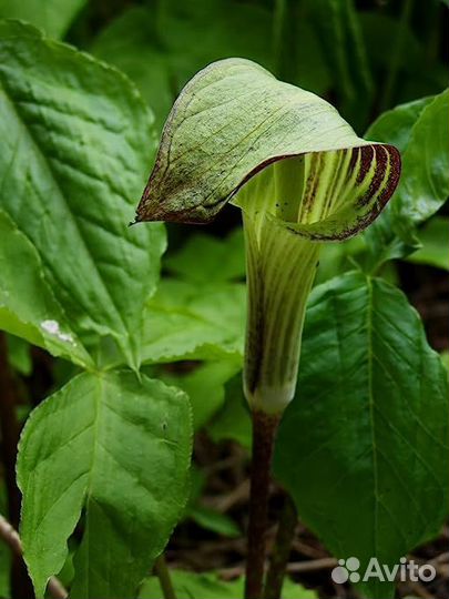 Лилия-кобра. Растения для тенистых мест в саду