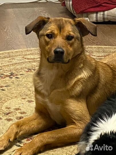 Отдам в добрые руки собаку