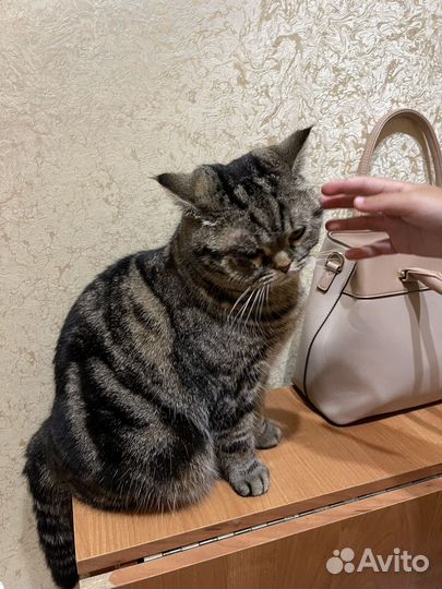 Шотландка Шаня ищет дом