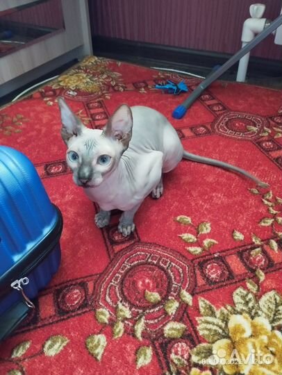 Канадский сфинкс котенок