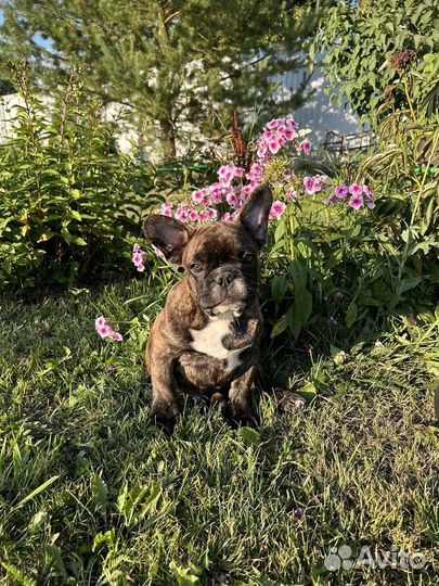 Прекрасный щенок французского бульдога