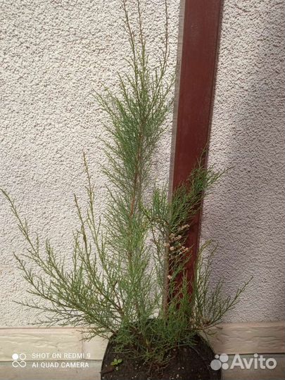 Тамарикс, он же Божье дерево