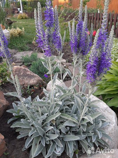 Многолетние садовые цветы