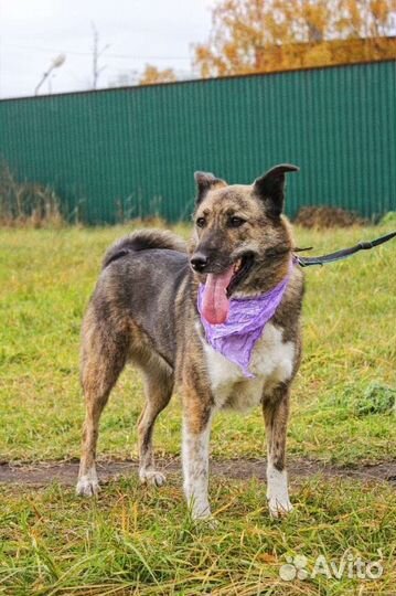 Спасите собаку из приюта