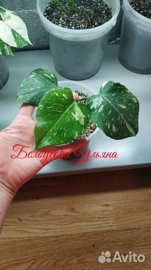 Мостера тайское созвездие