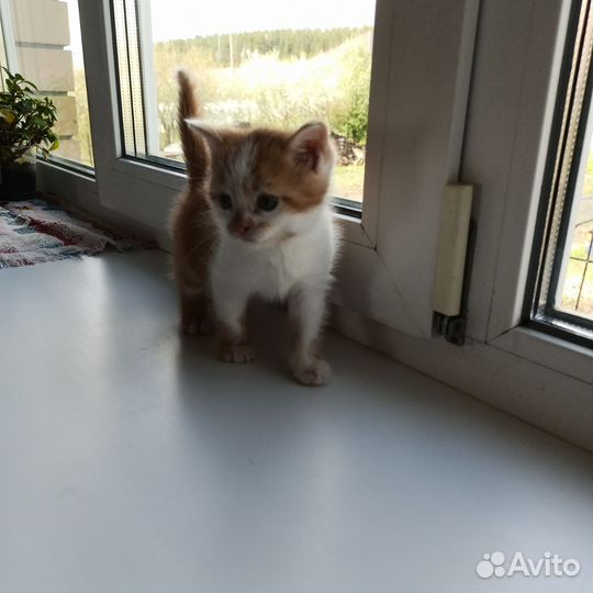 Котенок