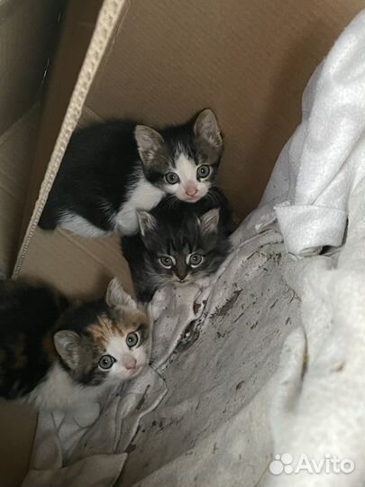 Котята в добрые руки