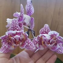 Орхидея фаленопсис трилипс