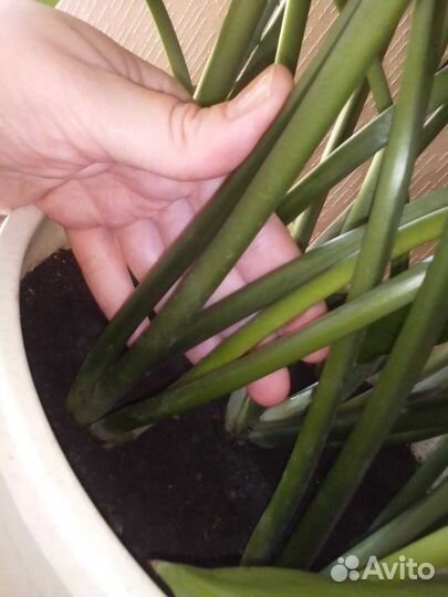 Эухарис амазонская лилия луковицы