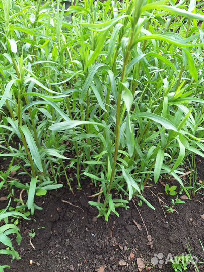 Эстрагон тархун