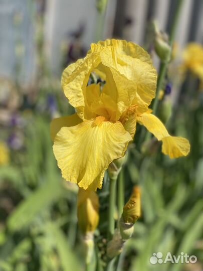 Ирисы. Ирисы бородатые