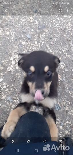 Щенки бесплатно