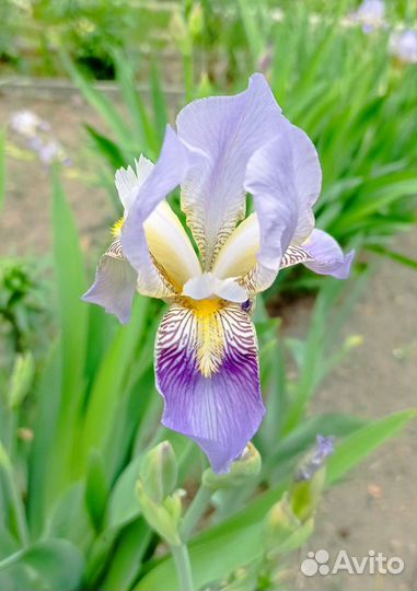 Ирис