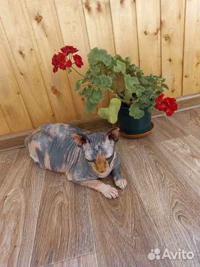 Передержка кошек на время отпуска