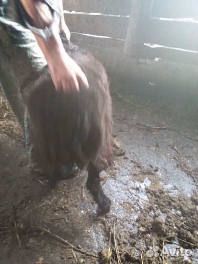 Баранчик на племя