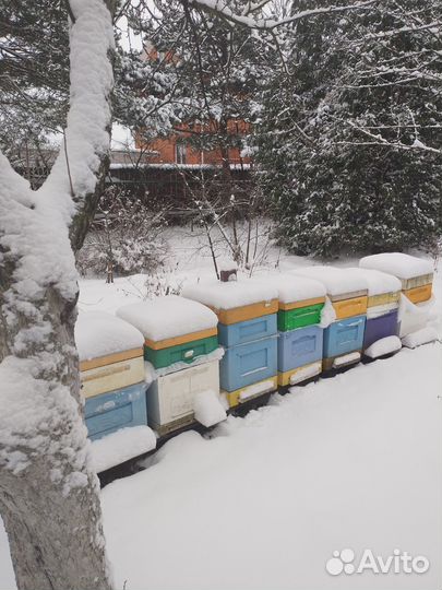 Пчелы, пчелопакеты 2024г