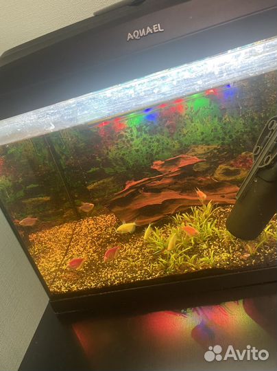 Аквариум с рыбками