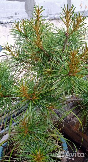 Саженцы кедр, сосна