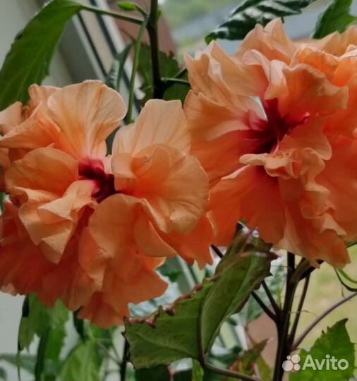 Гибискус махровый