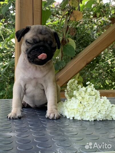 Мопс девочка РКФ