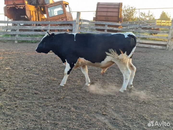 Бычки и быки