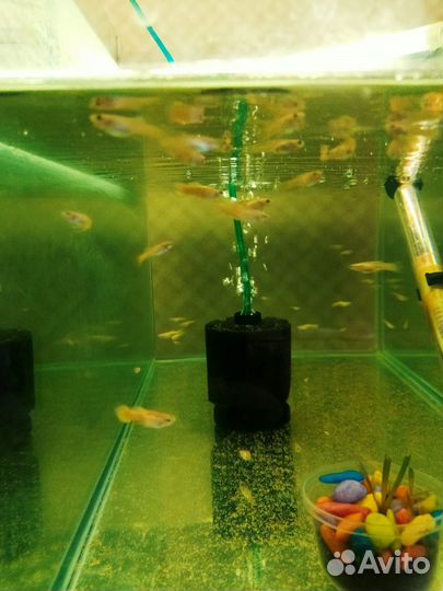 Аквариумные рыбки