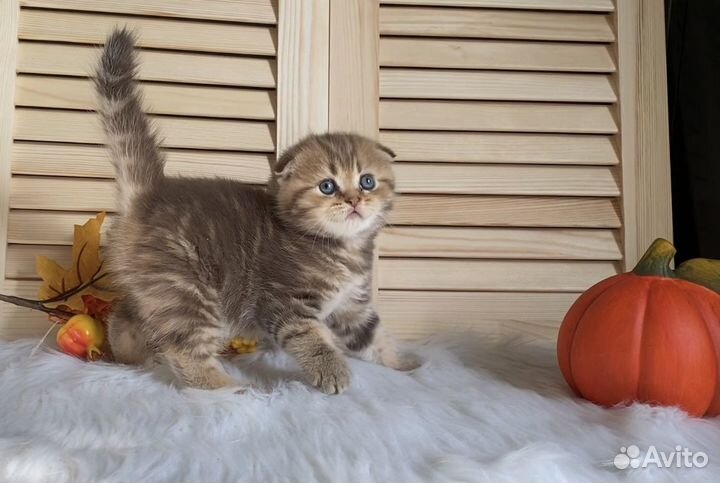 Вислоухие котята тигровый окрас