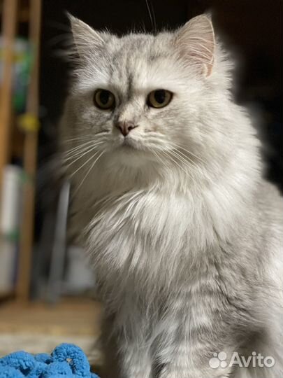 Кошка британская длинношерстная