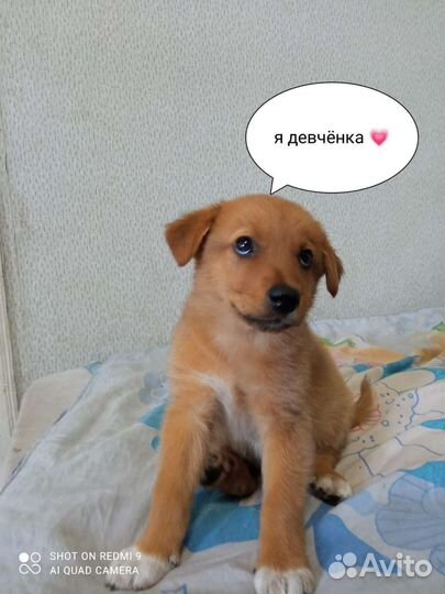 Собаки щенки бесплатно