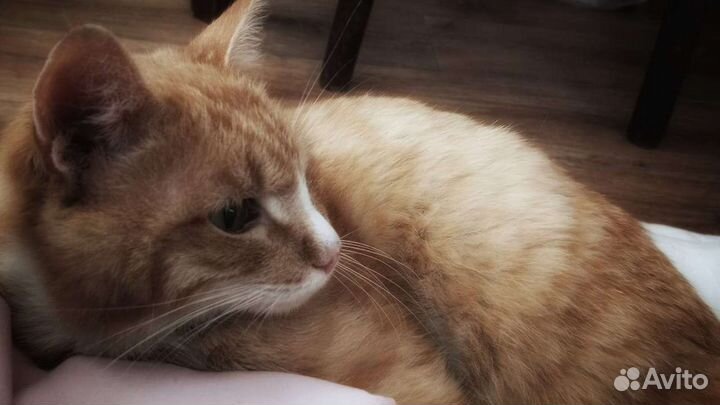 Кот в добрые руки