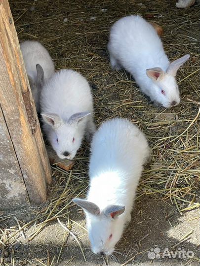 Кролики великаны