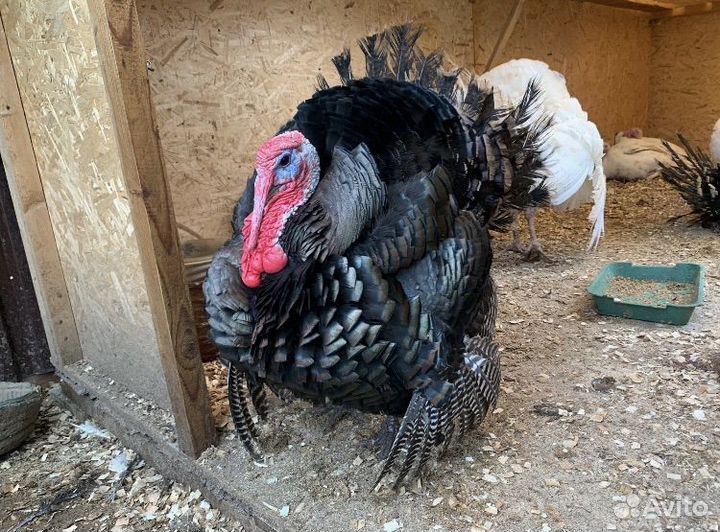 Мясо индюшки