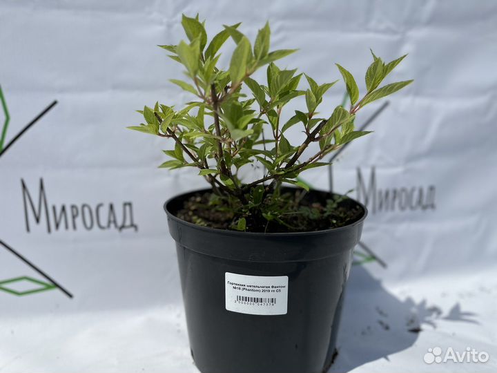 Гортензия Fantom