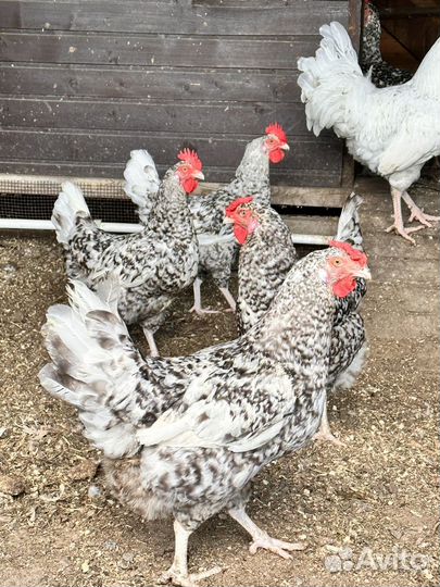 Инкубационное яйцо Пушкинская