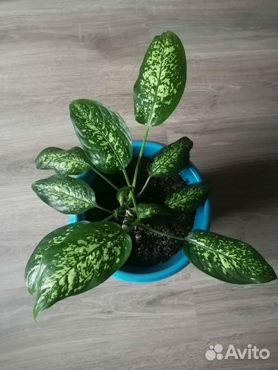 Диффенбахия