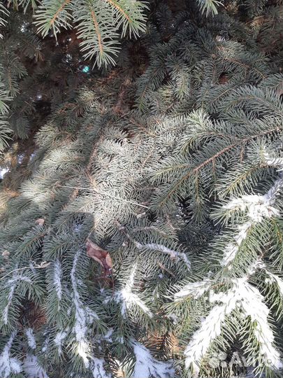 Ель голубая