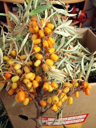 Дача 77 м² на участке 11 сот.