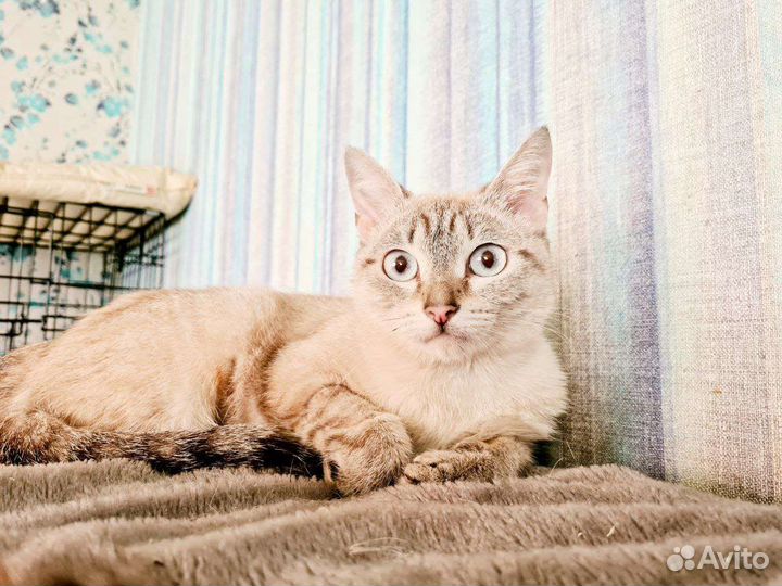 Молодая кошечка