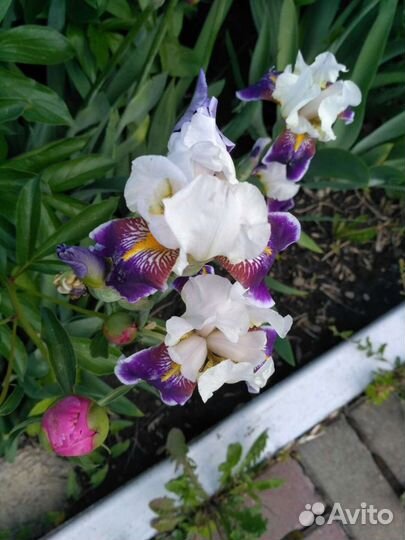 Гортензия, ирисы