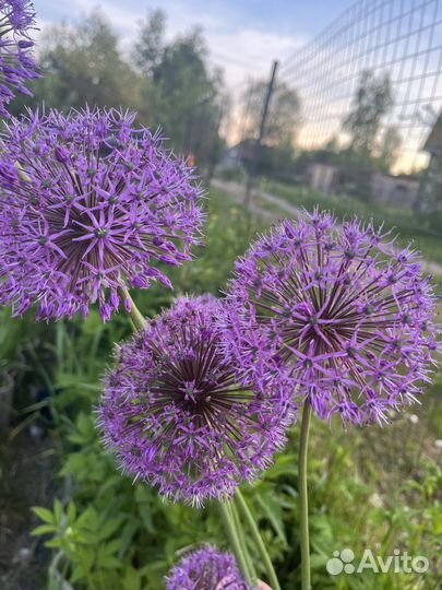 Аллиум луковицы