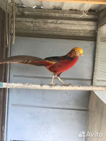 Фазаны (пары)