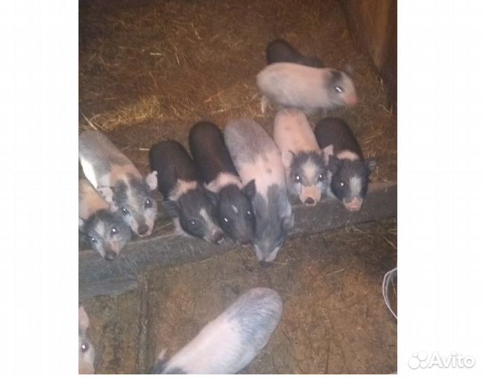 Вьетнамские вислобрюхие поросята